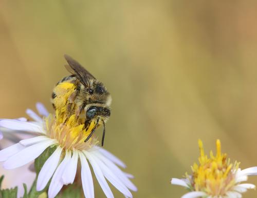 A bee harvest pollen from a yellow and white flower. 